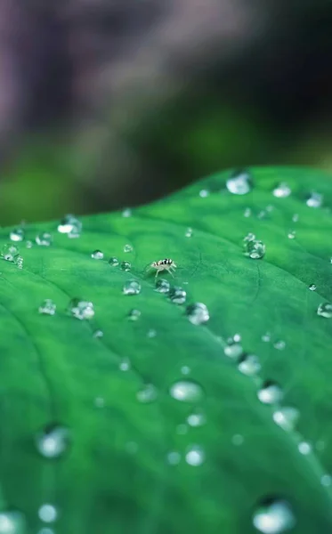 Зеленый Лист Каплями Воды Капли Воды Зеленый Лист Обоев — стоковое фото