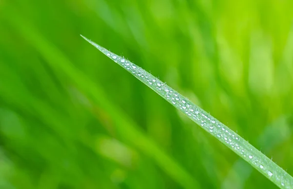 Прозрачные Капли Водяной Росы Траве Закрыть Natural Зеленый Фон Капли — стоковое фото