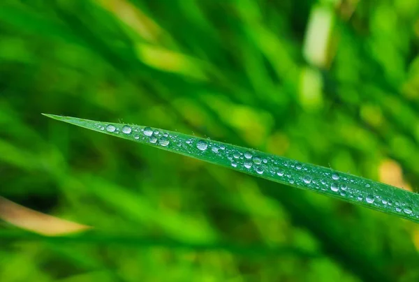 Transparent Drops Water Dew Grass Close Natural Green Background Water — Stock Photo, Image