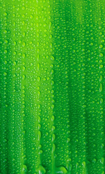 Bela Folha Verde Com Gotas Água Gotas Água Folha Verde — Fotografia de Stock
