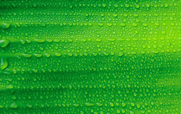 Bela Folha Verde Com Gotas Água Gotas Água Folha Verde — Fotografia de Stock