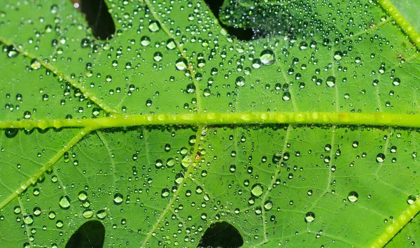 水の滴と美しい緑の葉 水が緑の葉に落ちて壁紙を — ストック写真