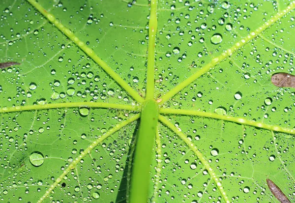 Зеленый Лист Каплями Воды Капли Воды Зеленый Лист Обоев — стоковое фото