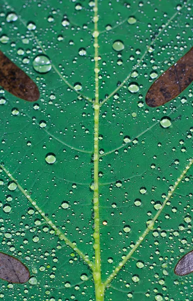 水の滴と美しい緑の葉 水が緑の葉に落ちて壁紙を — ストック写真