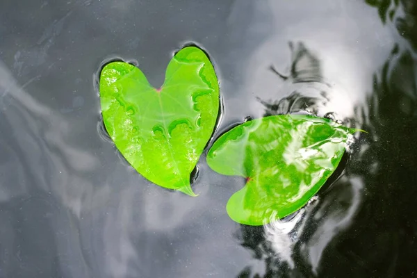 水に葉 壁紙のための水の上に緑の葉 水面に葉が出る — ストック写真