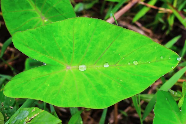 水の滴と美しい緑の葉 水が緑の葉に落ちて壁紙を — ストック写真