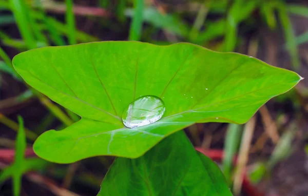 Beautiful Green Leaf Drops Water Water Drops Green Leaf Wallpaper — Stock Photo, Image