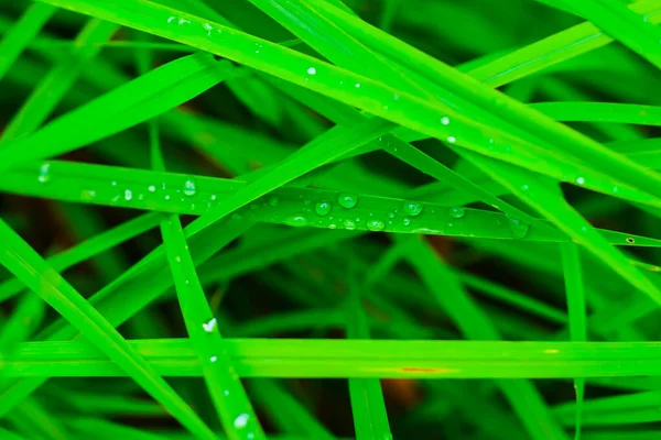 Transparante Druppels Water Dauw Gras Van Dichtbij Waterdruppels Het Groene — Stockfoto