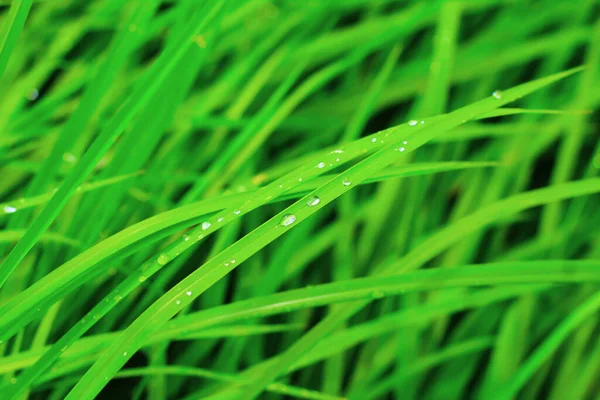 Transparent Drops Water Dew Grass Close Natural Green Background Water — Stock Photo, Image