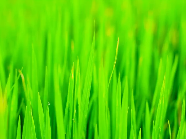 Fresh Green Grass Spring Blurred Background Bright Green Nature Background — Stock Photo, Image