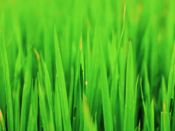 Fris Groen Gras Het Voorjaar Met Wazig Achtergrond Helder Groene — Stockfoto