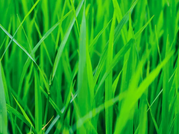 Весной Зеленая Трава Размытом Фоне Ярко Зеленый Природный Фон Крупный — стоковое фото