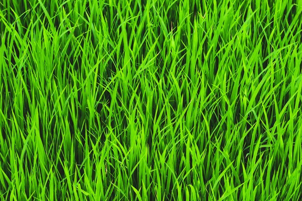 Fris Groen Gras Het Voorjaar Met Wazig Achtergrond Helder Groene — Stockfoto