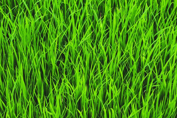 Fresh Green Grass Spring Blurred Background Bright Green Nature Background — Stock Photo, Image