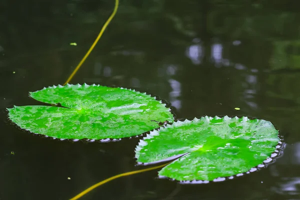 Liść Wodzie Zielony Liść Nad Wodą Tapetę Liście Tle Wody — Zdjęcie stockowe