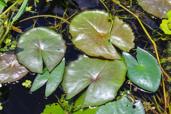 叶子在水面上 绿叶盖在水面上做壁纸 水底叶子 — 图库照片
