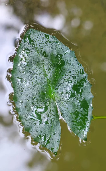 Leaf Water Green Leaf Water Wallpaper Leaves Water Background — Stock Photo, Image