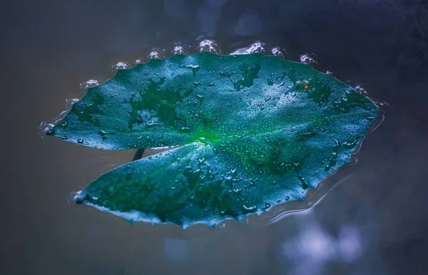 Hoja Agua Hoja Verde Sobre Agua Para Fondo Pantalla Hojas — Foto de Stock