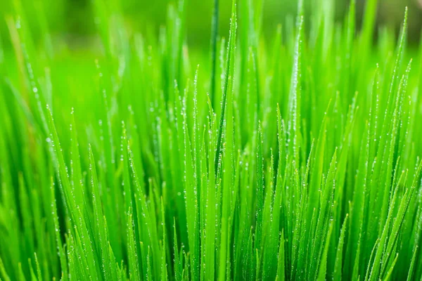 Transparent Drops Water Dew Grass Close Natural Green Background Water — Stock Photo, Image