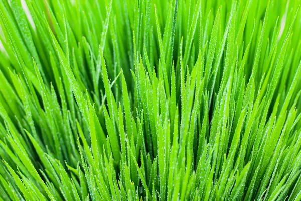 Transparent Drops Water Dew Grass Close Natural Green Background Water — Stock Photo, Image