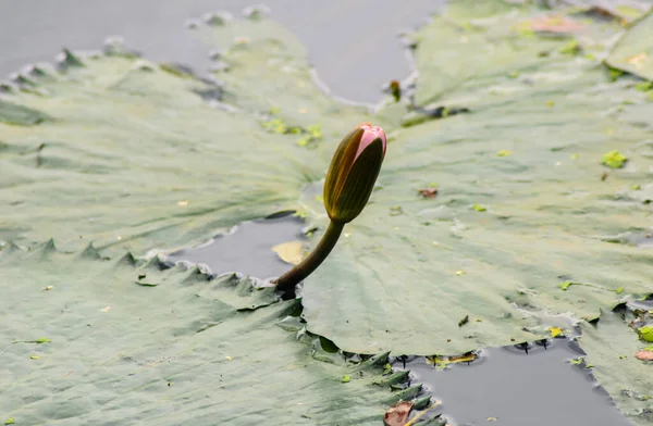 Close Lotus Water Lily Flower Pond Green Leaves Background Water — Stock Photo, Image