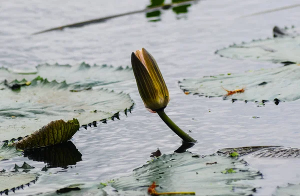 Zamknij Lotos Lub Kwiat Lilii Wodnej Stawie Zielonymi Liśćmi Tła — Zdjęcie stockowe