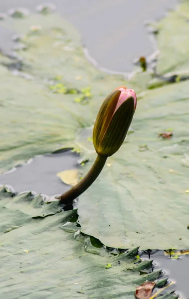 Κοντινό Πλάνο Λωτού Νούφαρο Λουλούδι Στη Λίμνη Πράσινα Φύλλα Φόντο — Φωτογραφία Αρχείου