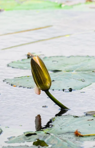 Close Lotus Water Lily Flower Pond Green Leaves Background Water — Stock Photo, Image