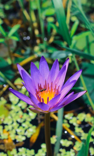 Close up purple lotus or water lily flower blooming against with morning sun light in pond with green leaves background. Water lily flower for wallpaper.