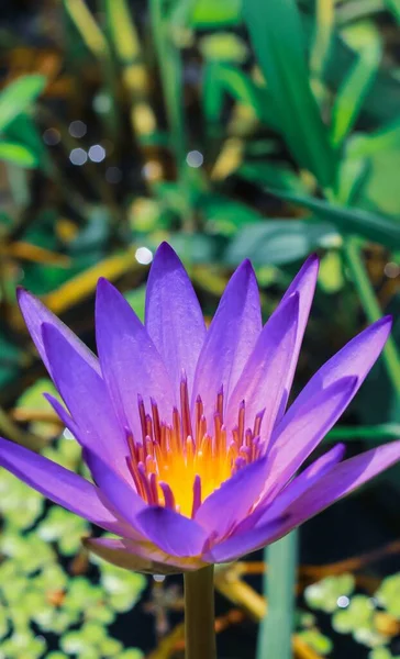 緑の葉のある池に朝日を背に 紫色の蓮や睡蓮の花を咲かせます 壁紙用の睡蓮の花 — ストック写真