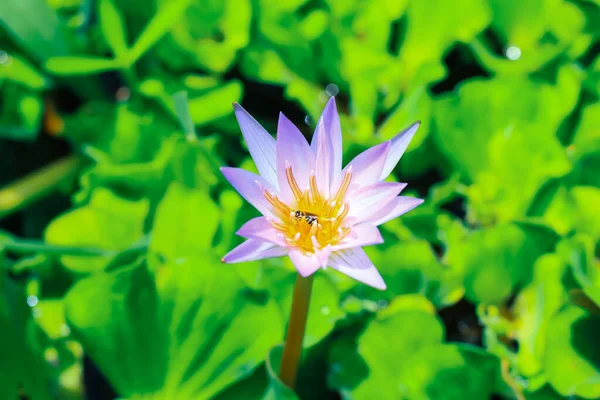 緑の葉のある池に朝日を背に 紫色の蓮や睡蓮の花を咲かせます 壁紙用の睡蓮の花 — ストック写真