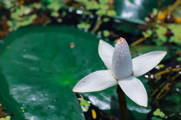 緑の葉を背景に池に蓮や睡蓮の花を閉じます 壁紙用の睡蓮の花 — ストック写真