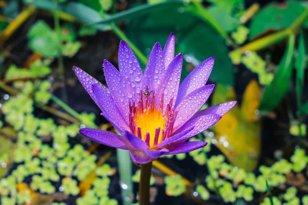 緑の葉を持つ池に朝日の光で咲く紫色の蓮や睡蓮の花を閉じます 雨は壁紙のための睡蓮の花に落ちる — ストック写真
