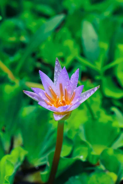 Close up purple lotus or water lily flower blooming against with morning sun light in pond with green leaves. Rain drop on water lily flower for wallpaper.