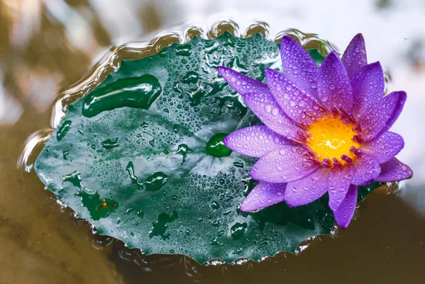 Close Purple Lotus Water Lily Flower Blooming Morning Sun Light — Stock Photo, Image