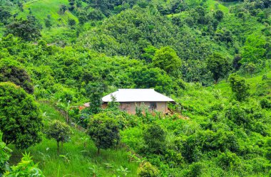 Ormanla kaplı güzel dağ manzarası. Tepenin ortasında küçük bir ev.. 