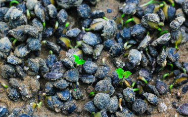 Toprakta küçük yeşil tohum. Lahana tohumu ekiyorum. Tarım konsepti. Küçük alan derinliği.