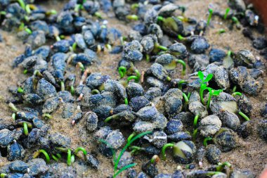 Toprakta küçük yeşil tohum. Lahana tohumu ekiyorum. Tarım konsepti. Küçük alan derinliği.