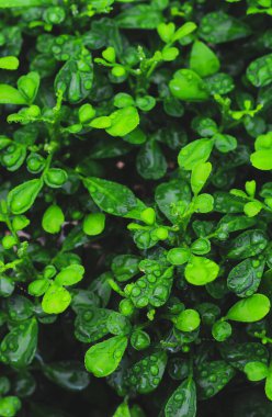 Yeşil yapraklar desen arkaplan, Doğal arkaplan ve duvar kağıdı.