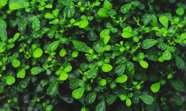 Yeşil yapraklar desen arkaplan, Doğal arkaplan ve duvar kağıdı.