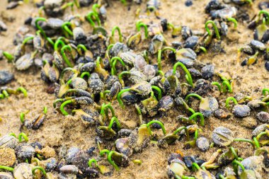 Toprakta küçük yeşil tohum. Lahana tohumu ekiyorum. Tarım konsepti. Küçük alan derinliği.