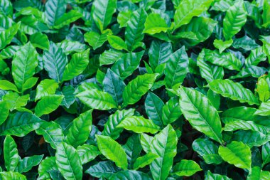 Yeşil yapraklar desen arkaplan, Doğal arkaplan ve duvar kağıdı.