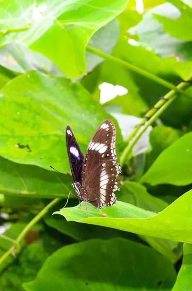 Beau Papillon Panaché Avec Fond Vert Floral Khagrachhari Bangladesh 2020 — Photo
