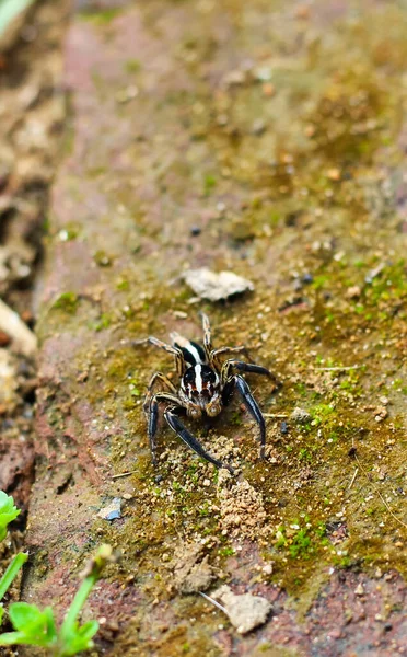 Springende Spinne Auf Dem Felsen Sitzend Springende Spinne Mit Augen — Stockfoto