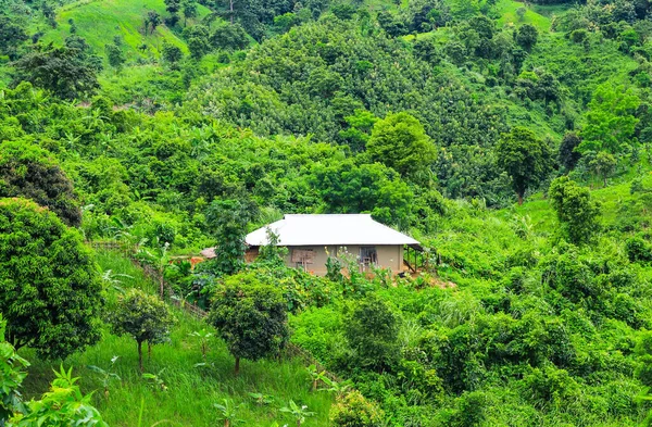 Ormanla kaplı güzel dağ manzarası. Tepenin ortasında küçük bir ev.. 