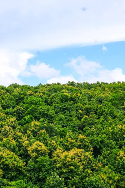 Orman ve bulutlu gökyüzü ile kaplı güzel dağ manzarası.