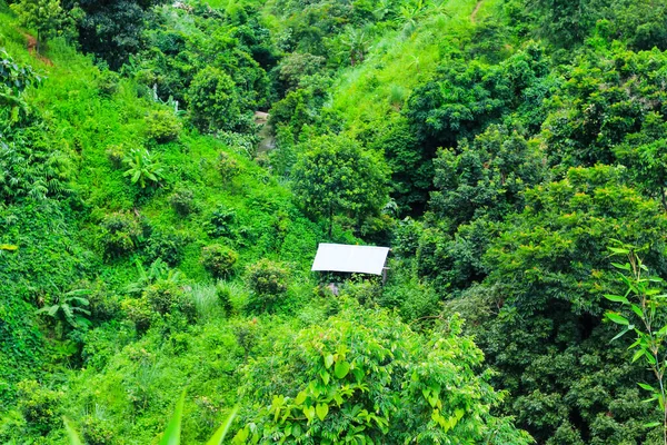 Ormanla kaplı güzel dağ manzarası. Tepenin ortasında küçük bir ev.. 