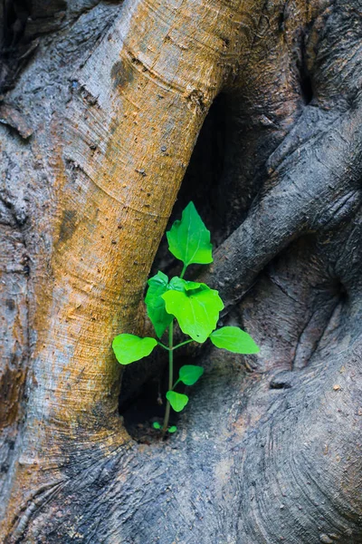 木の穴に小さな植物が生えている — ストック写真