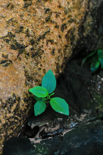 Ağaç deliğinde büyüyen küçük bir bitki..