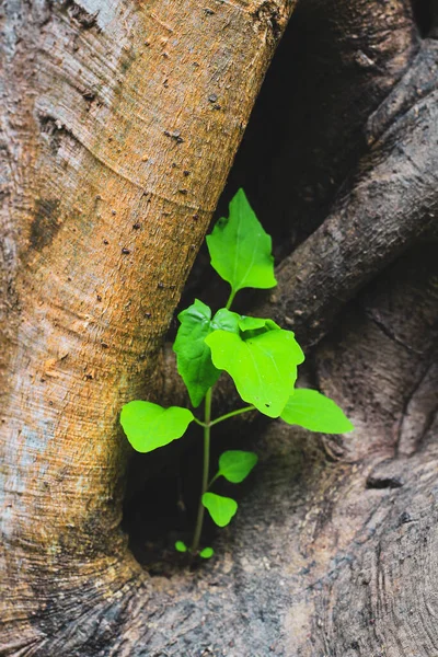 木の穴に小さな植物が生えている — ストック写真